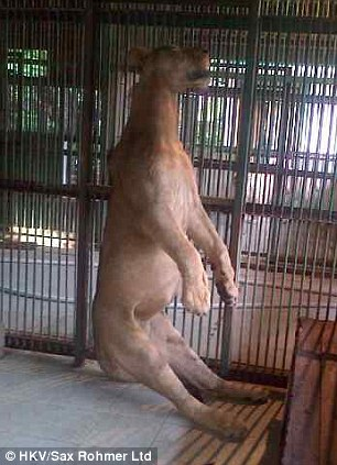 Illustration for article titled "Zoo of Death" hits new low point – hangs lion
